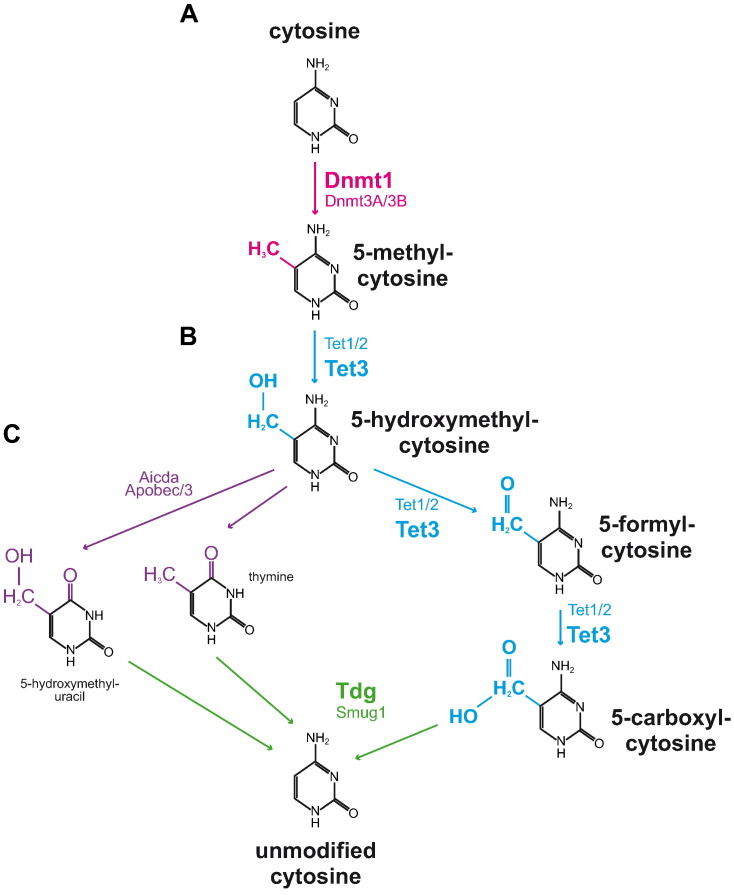 Fig. 12