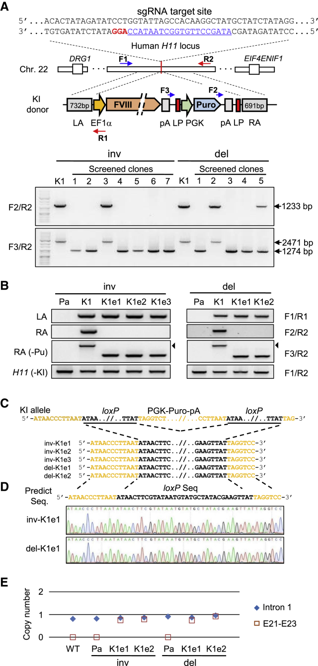 Figure 1