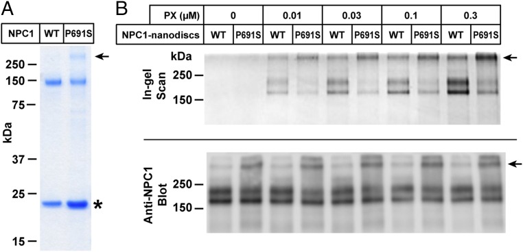 Fig. 6.