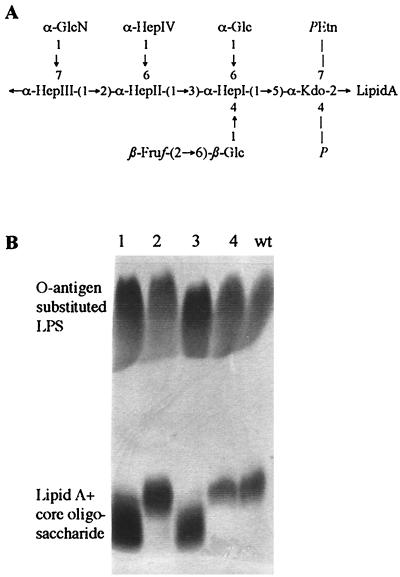 FIG. 1