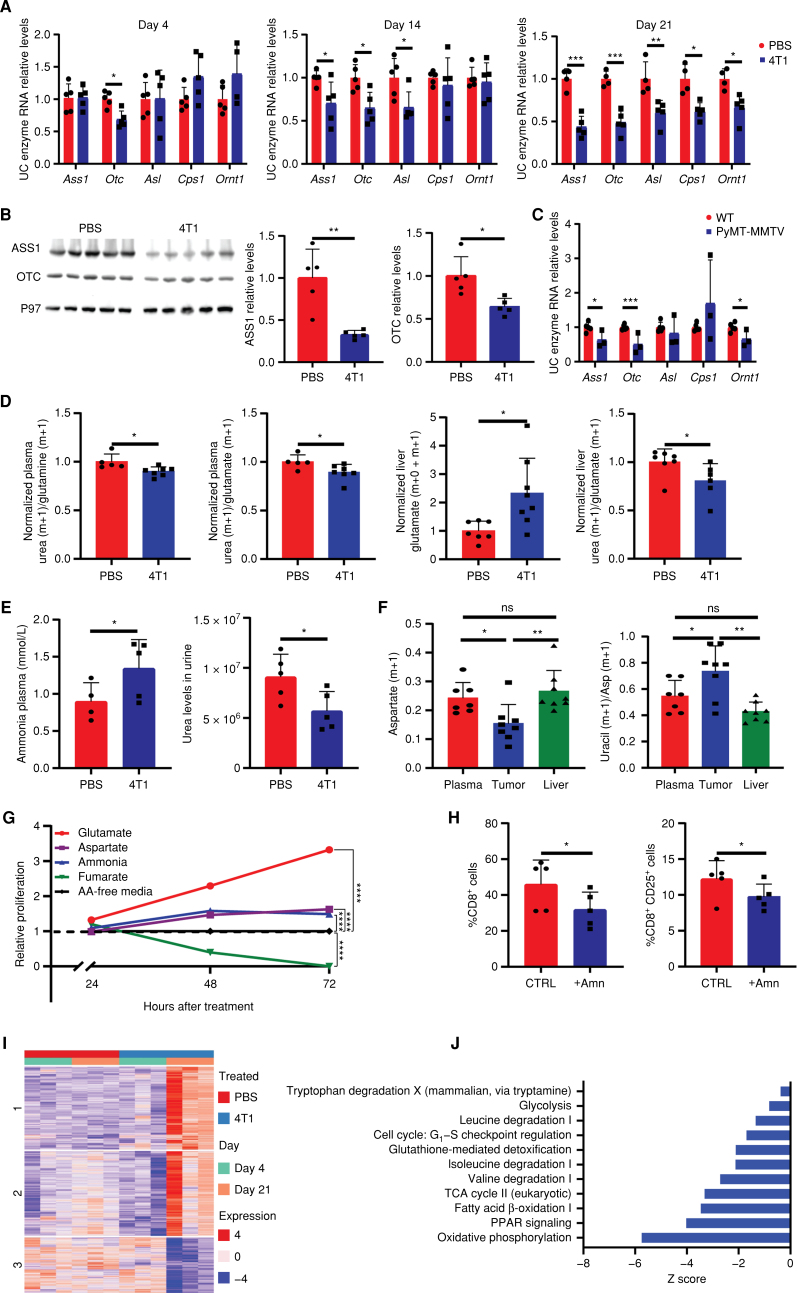 Figure 1. Breast cancers induce metabolic changes in the liver during early carcinogenesis. A, RT-PCR of livers from breast cancer–bearing mice demonstrates decreased RNA expression of UC enzymes along cancer progression (n = 5, Student t test). Day 4, P = 0.003, day 14, P = 0.033, 0.01, and 0.028 (respectively), day 21, P = 0.0002, 0.019, 0.0002, 0.013, and 0.007 (respectively). B, Left, Western blots demonstrating decreased protein expression levels of ASS1 and OTC in livers of breast cancer–bearing mice vs. WT PBS-injected mice (n = 5, Student t test). Right, quantification of band intensities: ASS1, P = 0.002; OTC, P = 0.011. C, RT-PCR of liver from MMTV-PyMT of 14-week-old cancer-bearing mice demonstrate decreased RNA expression of UC enzymes compared with livers of WT mice (WT n = 5, MMTV-PyMT n = 3); P = 0.033, 3.14E−05, 0.038 (respectively). D, Measurements of UC-related metabolites following glutamine 15N2 infusion to 4T1 breast cancer–bearing or PBS-injected mice in the plasma and livers. Left, a decreased ratio of urea to glutamine and glutamate m + 1 isotopologues in the plasma of 4T1 breast cancer–bearing mice (WT n = 5, 4T1 n = 7, Student t test); P = 0.019, 0.042, respectively. Right, an increase in the levels of glutamate (AUC/internal standard/dry weight) in 4T1 breast cancer–bearing mice and a decrease in the ratio of urea to glutamate following infusion in 4T1 breast cancer–bearing mice, supporting a malfunctioning UC (n = 7, Student t test); P = 0.016, 0.048, respectively. E, Left, measurements of ammonia levels, using an ammonia assay kit, in the plasma of breast cancer–bearing mice compared with WT PBS-injected mice (WT n = 4, an outlier – interquartile range method, 4T1 n = 5, Student t test). Right, urea levels in the urine of breast cancer–bearing mice compared with WT PBS-injected mice. P = 0.033. F, Left, decreased levels of m + 1–labeled aspartate in the tumor of 4T1 breast cancer–bearing mice compared with the levels in the plasma and liver following infusion of 15N2 glutamine (n = 8, plasma n = 7, two-way ANOVA); P values: plasma vs. tumor = 0.041, liver vs. tumor = 0.007. Right, increased ratio of uracil m + 1 to aspartate (Asp) m + 1 isotopologues in the tumors of 4T1 breast cancer–bearing mice (n = 8, plasma n = 7, two-way ANOVA); P values: plasma vs. tumor = 0.042, liver vs. tumor = 0.008. G, XTT assay for 4T1 cancer cell proliferation following supplementation of the medium with UC intermediates (n = 3, two-way ANOVA). P values: 24 hours: aspartate: not significant, ammonia = 0.007, glutamate and fumarate <0.0001; 48 and 72 <0.0001 for all measurements. Metabolite concentrations were supplemented in the following concentrations: ammonia, 0.75 mmol/L as published (49); aspartate, 0.25 mmol/L; fumarate, 0.35 mmol/L; glutamate, 0.25 mmol/L. H, Ex vivo FACS analysis of CD8+ splenocyte cell survival (left) and activation (right) following supplementation with 1 mmol/L ammonia (Amn; ref. 59; measured plasma ammonia levels 1.34 mmol/L; n = 5, Student t test); P = 0.011, 0.043, respectively. I, Heat map for differential gene expression in hepatocytes demonstrates a unique pattern on day 21 in the livers of 4T1 breast cancer mice compared with day 4. J, 4T1 day 21 vs. 4T1 day 4 pathway enrichment analysis. Each bar shows the fold enrichment of a specific pathway. TCA, tricarboxylic acid.