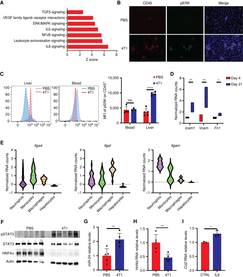 Figure 3. Activated liver-infiltrating myeloid cells perturb liver metabolism via HNF4α depletion. A, Differentially expressed gene pathway enrichment analysis of hepatocytes from breast cancer–bearing mice on day 21 compared with day 4. The bar shows the Z score of a specific pathway. B, Immunofluorescence staining demonstrates increased levels of pERK in CD45+ cells in the livers of breast cancer–bearing mice. C, Mean fluorescence intensity (MFI) of pERK in CD45+ cells demonstrates a specific increase for pERK in the livers of breast cancer–bearing mice compared with WT PBS-injected mice (left) and no significant difference in the staining for CD45+ pERK in the blood (middle; n = 4, Student t test). Quantification is shown on the right. P < 0.0001. ns, not significant. D, Normalized RNA-seq counts for three integrin binders expressed on hepatocytes on days 4 and 21. P < 0.0001, 0.001, 0.027 (respectively). E, Normalized RNA expression counts of integrins (left: Itga4, middle: Itgal, right: Itgam) in neutrophils, monocytes, macrophages, and hepatocytes. F, Western blots demonstrating increased protein expression levels of pSTAT3 and decreased expression of HNF4α in livers of breast cancer–bearing mice compared with livers from WT PBS-injected mice (n = 5, Student t test). G, RT-PCR of livers from breast cancer–bearing mice demonstrates an increase in miR-24 levels (n = 5, Student t test); P = 0.005. H, RT-PCR of livers from breast cancer–bearing mice demonstrates a significant decrease in Hnf4a levels (n = 5, Student t test); P = 0.005. I, RT-PCR of primary hepatocytes demonstrates increased RNA expression of Ccl2 following supplementation of IL6 (n = 3, Student t test, representative experiment of two independent biological replicates); P = 0.009.