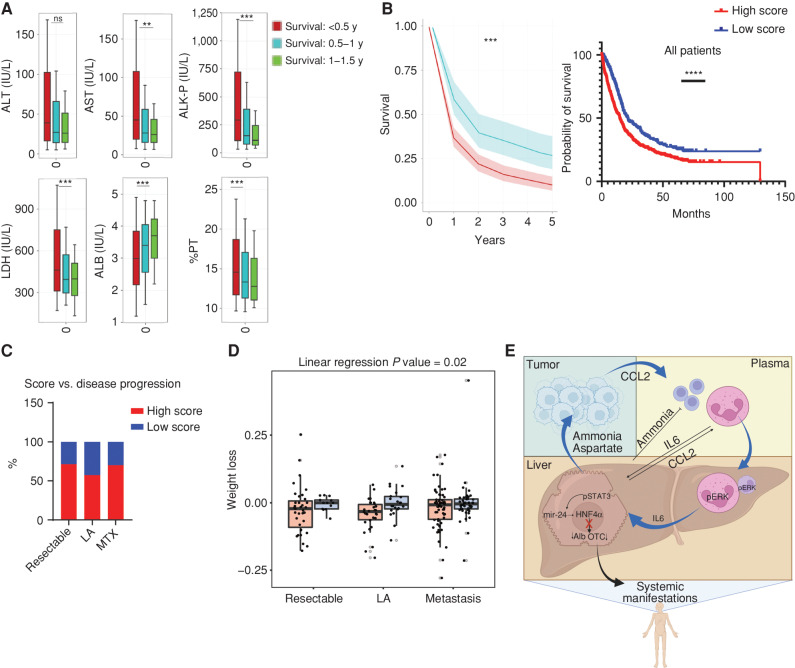 Figure 6. Routine liver tests predict weight loss in patients with PDAC. A, Analysis of the Clalit HealthCare database for liver biochemical tests demonstrate that patients with nonmetastatic PDAC with shorter survival time have abnormal liver parameters at the time of diagnosis compared with those with longer survival (n = 2,037, survival of <0.5 years; n = 659, survival of 0.5–1 year; n = 342, survival of 1–1.5 years; **, P < 0.01; ***, P < 0.001). ALB, albumin; ns, not significant; PT, prothrombin time. B, Kaplan–Meier survival curves of patients with PDAC from the Clalit database (left) and from the Sheba and Souraski medical centers (right) demonstrate decreased survival in PDAC patients with high liver function scores. P = 0.0003 and P < 0.0001, respectively. C and D, Analysis of data from the Sheba and Sourasky medical centers. C, Liver score does not correlate with pancreatic cancer disease stage. LA, locally advanced; MTX, metastatic disease. D, Correlation of weight loss during PDAC for high (red) and low (blue) liver scores of patients with PDAC from the Sheba and Sourasky medical centers, as binned by stage of disease at diagnosis (linear regression P = 0.02). E, Graphical summary of the findings proposing a mechanism for the tumor-induced systemic metabolic changes in the livers of patients with cancer and cancer-bearing mice that can lead to cancer-associated cachexia (created with BioRender.com).