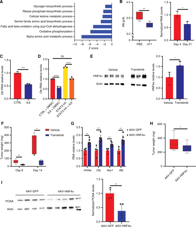 Figure 4. IL6–STAT3–HNF4α signaling causes changes in liver metabolism during breast cancer carcinogenesis. A, Differentially expressed gene pathway enrichment analysis for genes regulated by HNF4α (Supplementary Table S1) in livers of breast cancer–bearing mice on day 21 compared with day 4. The bar shows the Z score of a specific pathway. B, Left, plasma albumin (Alb) measurements demonstrate decreased levels in breast cancer–bearing mice compared with WT PBS-injected mice (n = 5, Student t test); P = 0.002. Right, normalized RNA-seq analysis of albumin expression in hepatocytes on days 4 and 21. P = 0.013. C, RT-PCR of primary hepatocytes demonstrates decreased RNA expression levels of Otc following IL6 supplementation (n = 3, Student t test, representative experiment of two independent biological replicates); P = 0.0002. D, STAT3 inhibitor HJCO152 restores Otc levels even in the presence of IL6 (n = 3, one-way ANOVA); P < 0.0001 for CTRL + DMSO vs. IL6 + DMSO and STAT3 inhibitor vs. STAT3 inhibitor + IL6. inh, CTRL + DMSO vs. STAT3 inh + IL6; ns, not significant. E, Western blots (left) demonstrate increased expression levels of HNF4α in breast cancer–bearing mice treated with an ERK inhibitor compared with livers from breast cancer–bearing mice treated with vehicle (vehicle n = 4, trametinib n = 3, Student t test). Right, quantification of band intensities. P = 0.024. F, Measurement of tumor weight on days 8 and 14 following treatment with an ERK inhibitor (day 8 n = 5, day 14 n = 4, Student t test). P values: day 8 = 0.007 and day 14 = 0.014. G, RT-PCR of livers from breast cancer–bearing mice treated with AAV8-HNF4α demonstrates increased RNA expression of Hnf4a, UC enzymes, and Alb in comparison with AAV8-GFP–treated breast cancer–bearing mice (AAV8-GFP n = 4, AAV8-HNF4α n = 7, Student t test); P = 0.004, 0.004, 0.002, 0.001, respectively. H, 4T1 tumor growth is significantly higher following AAV-GFP injection compared with AAV-HNF4α (AAV8-GFP n = 12, AAV8-HNF4α n = 13, Student t test). P = 0.049. I, Left, Western blots showing decreased levels of PCNA in tumors from breast cancer–bearing mice treated with HNF4α compared with mice treated with GFP. Right, quantification of band intensity relative to actin. P = 0.003.