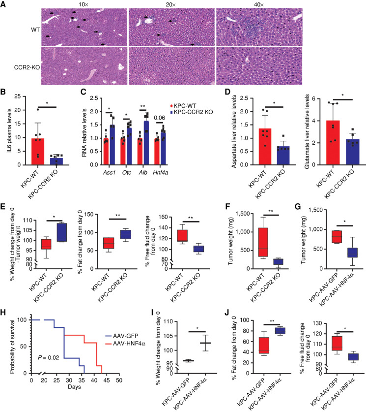 Figure 5. CCR2 KO mice and HNF4α rescue the early changes in liver metabolism in pancreatic cancer–bearing mice. A, Hematoxylin and eosin staining demonstrates decreased immune cell infiltration to the livers of CCR2−/− pancreatic cancer–bearing mice compared with livers of pancreatic cancer–bearing WT mice. Pancreatic cancer–bearing mice were mice injected with KPC. Magnifications: 10, 20, and 40× as detailed in the figure. B, ELISA demonstrates decreased IL6 levels in the plasma of pancreatic cancer CCR2−/−–bearing mice relative to pancreatic cancer–bearing WT mice (PC WT n = 7, CCR2−/− n = 6, Student t test). P = 0.0125. C, RT-PCR of livers from CCR2−/− pancreatic cancer–bearing mice demonstrates preserved RNA expression levels of Ass1, Otc, Alb, and Hnf4a compared with decreased expression levels of these genes in livers of pancreatic cancer–bearing WT mice (PC WT n = 5, CCR2−/− n = 6, Student t test). P = 0.019, 0.011, 0.002, respectively. D, Decreased levels of aspartate and glutamate in the liver of pancreatic cancer CCR2−/−–bearing mice. UC intermediate levels were measured with gas chromatography–mass spectrometry (n = 7, Student t test). P = 0.011, 0.029, respectively. E, Weight measurements and nuclear magnetic resonance (NMR) body composition analysis of CCR2−/− pancreatic cancer–bearing mice demonstrate significantly less weight loss (left), increased fat tissue (middle), and decreased free fluids (right) in comparison with WT pancreatic cancer on day 21 (relative to day 0; n = 7 in each group, Student t test). P = 0.014, 0.006, and 0.004, respectively. F, Tumor weights measured on the day of sacrifice are significantly lower in the CCR2−/− mice with pancreatic cancer compared with WT pancreatic cancer (n = 7, Student t test). P = 0.009. G, Pancreatic cancer tumor growth is significantly more prominent in mice injected with AAV-GFP compared with AAV-HNF4α (AAV-GFP n = 4, AAV-HNF4α n = 9, Student t test). P = 0.006. H, Mice with pancreatic cancer injected with AAV-HNF4α demonstrate a significant increase in survival compared with those injected with AAV-GFP [log-rank (Mantel–Cox) test]. P = 0.02. I, Mice with pancreatic cancer injected with AAV-HNF4α maintain weight compared with those injected with AAV-GFP (AAV-GFP n = 8, AAV-HNF4α n = 9, two-way ANOVA). P = 0.05. J, NMR body composition analysis of mice with pancreatic cancer injected with AAV-HNF4α demonstrate less fat tissue loss (left) and decreased free fluid accumulation (right) in comparison with mice with pancreatic cancer injected with AAV-GFP (AAV-GFP n = 5, AAV-HNF4α n = 6, Student t test). P = 0.007, 0.012, respectively.