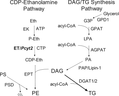 FIGURE 1.