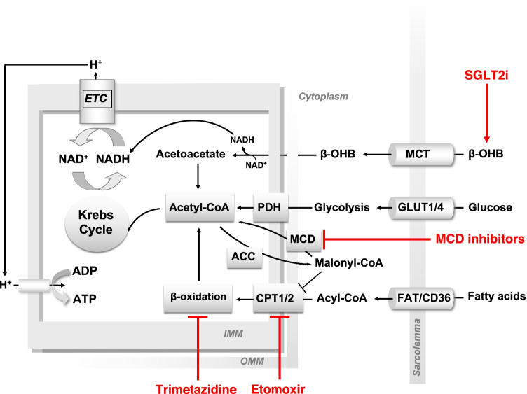 Fig. 2