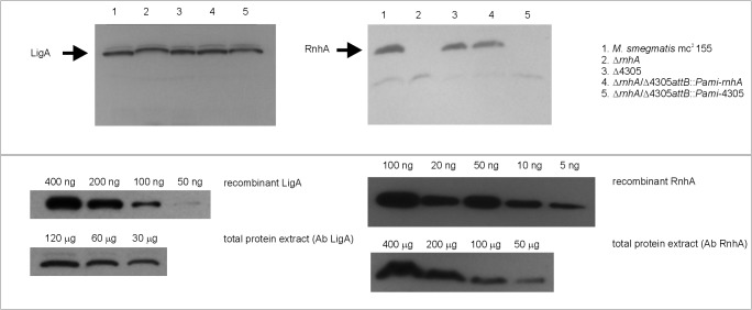 Fig 5