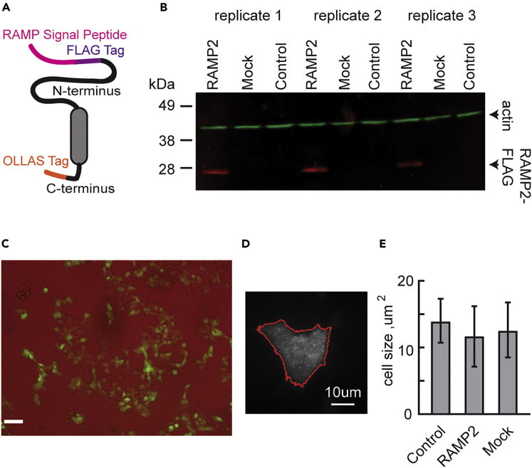 Figure 2