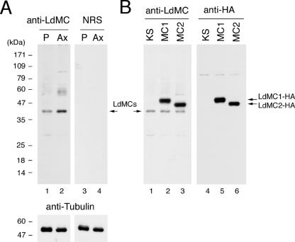 FIG. 3.