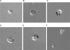 Fig. 8