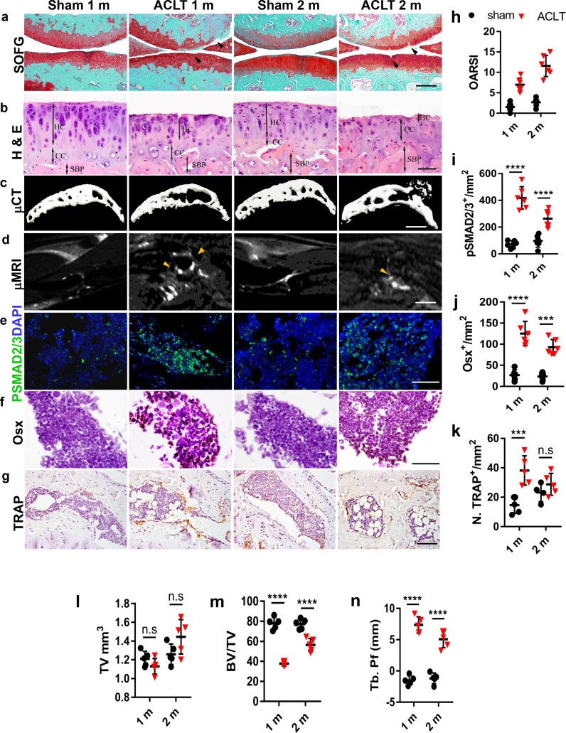 Figure 6—figure supplement 1.