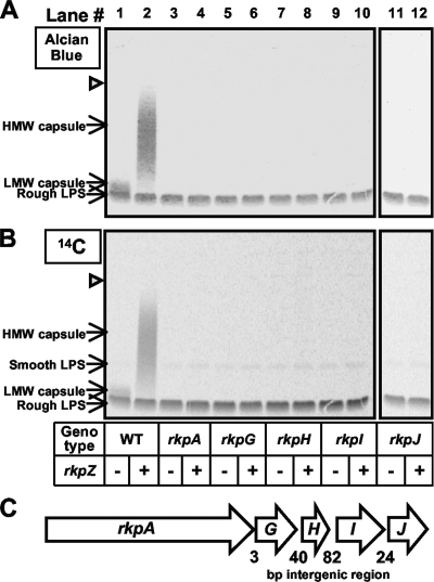 FIG. 1.