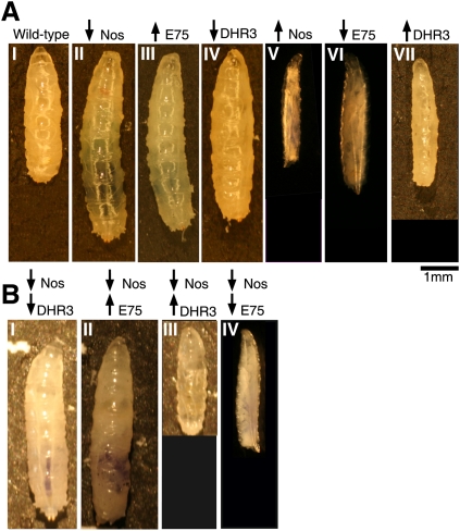 Figure 5.