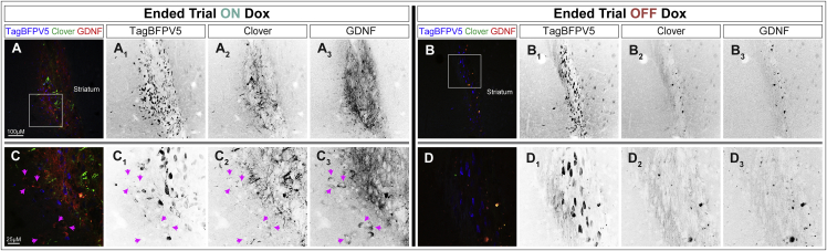 Figure 4