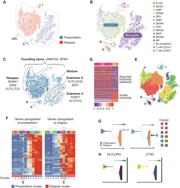 Figure 5. A, t-distributed Stochastic Neighbor Embedding (tSNE) plot with cells colored according to time point (blue, presentation; red, relapse). B, Cells colored by inferred lineage. C, Cells with detectable mutations colored according to the subclone assignment of the mutation(s) (turquoise, founding clone; pink, subclone 2; purple, subclone 3; orange, subclone 4; blue, subclone 8; and green, subclone 9). The population believed to have seeded the relapse is labeled “S.” Key driver mutations are indicated. D, Genes that are differentially expressed in subclone 2 compared with subclone 4 (fold change ≥ 1.5, Padj ≤ 0.05). E, Cells colored according to graph-based cluster assignment. S is cluster 12. F, Heatmap representing the expression of genes (rows) that are differentially expressed in presentation and relapse samples (Padj ≤ 0.05, top and bottom 2.5% based on fold change). Each column represents a graph-based cluster defined in E, with the cluster number indicated below, and the time point indicated with a colored bar (blue, presentation; red, relapse). Expression data were averaged across cells in each cluster. Left, genes that are more highly expressed at presentation. These were enriched for gene ontology (GO) terms such as myeloid immune response, MHC class II, IFNG response, and respiratory burst, as well as binding sites for PU.1 and IRF1. Right, genes that are more highly expressed at relapse. These are enriched for GO terms including proliferation, nucleosomes, and translation and include key AML genes (e.g., FLT3, RUNX1, NPM1, KDM5B, MYC, MYB, GATA2, XBP1, EGR1, SOX4, HOXA9). Cluster 12, that is, population S, is highlighted with a black box in each. G, Pseudotemporal ordering obtained using STREAM. Left, states colored according to time point (blue, presentation; orange, relapse). Right, states colored according to the graph-based cluster assignment of the constituent cells (from F), with the seed population S indicated. H, Two of the genes that change early in pseudotime and display a relapse-specific expression pattern, HLA-DPA1 and CTSD. BASO, basophil; DEND, dendritic cell; ERY, erythrocyte; fact. factor; GMP, granulocyte–monocyte progenitor; GRAN, granulocyte; MEGA, megakaryocyte; MEP, megakaryocyte–erythroid progenitor; MONO, monocyte.