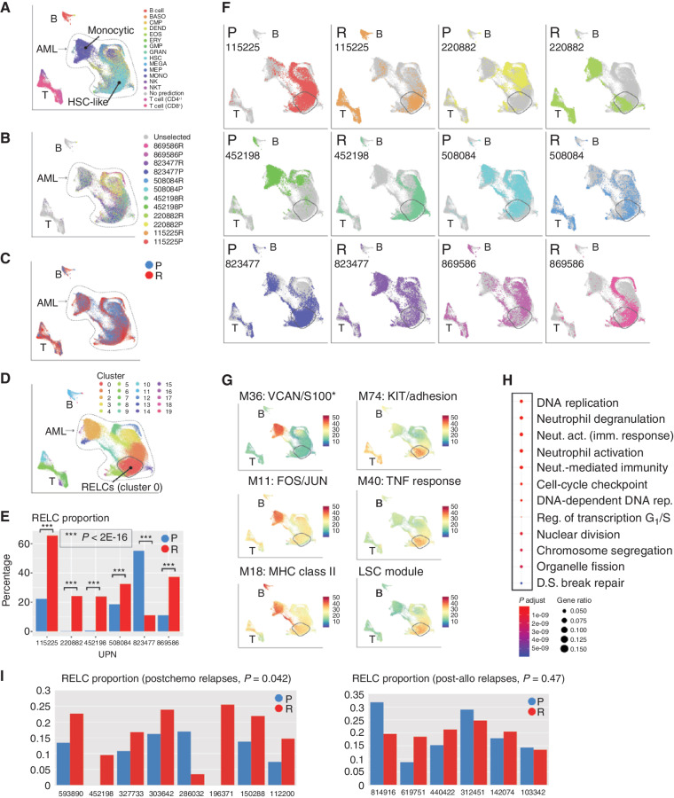 Figure 4. Use of interpatient data integration to identify a relapse-enriched leukemia cell (RELC) expression signature in multiple patients. A, UMAP representation of scRNA-seq data from all AML samples colored by inferred cell lineage, with the differentiated (“monocytic”) and undifferentiated (“HSC-like”) subpopulations indicated. B, Mutation-containing cells colored according to sample of origin. C, Cells colored according to time point (blue, presentation; red, relapse). D, Cells colored according to graph-based cluster assignment, with the relapse enriched cluster, “cluster 0,” indicated. E, Proportion of each sample in cluster 0 (blue, presentation; red, relapse). F, Each sample plotted individually. G, Selected modules that exhibit heterogeneous expression. Top row, representative modules that are more highly expressed in differentiated cells. Bottom row, modules that are more highly expressed in relapse-enriched cluster 0. *S100 indicates that multiple S100 genes were present. H, Functional enrichment, calculated and plotted using the clusterProfiler R package, of genes downregulated (log2 fold change ≤ –1.5) in cluster 0 compared with other HSC-rich clusters. I, RELC proportions in presentation and relapse samples from an independent cohort analyzed using bulk RNA-seq. Left, postchemotherapy cases; right, postallogeneic transplant cases. RELC proportions were inferred using CIBERSORTx (see Methods). act., activation; BASO, basophil; DEND, dendritic cell; D.S., double-strand; EOS, eosinophil; ERY, erythrocyte; fact. factor; GMP, granulocyte–monocyte progenitor; GRAN, granulocyte; imm., immune; LSC, leukemic stem cell; MEGA, megakaryocyte; MEP, megakaryocyte–erythroid progenitor; MONO, monocyte; Neut., neutrophil; NKT, natural killer T cell; P, presentation; R, relapse; Reg., regulation; rep., replication; UPN, unique patient number.