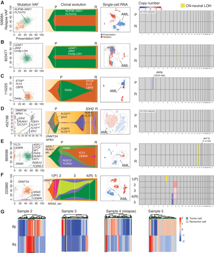 Figure 1. Paired presentation–relapse AML cases grouped by primary mode of postchemotherapy adaptation. For each case in A–F, the following data types are shown from left to right: (1) subclonal composition inferred from eWGS data, and plotted with SciClone, where the x- and y-axes show the variant allele frequencies (VAF) of all somatic mutations (each represented by a dot) in the presentation and relapse samples, respectively. Selected driver mutations are labeled for each case, but they are not comprehensive due to size constraints. The colors of the dots correspond to subclones, which are represented by the same colors in the Fish plots to the right of each panel. (2) Subclonal evolution visualized as Fish plots, where each color represents the founding clone or a subclone, and the height of the (sub)clone represents the percentage of the tumor comprised by that (sub)clone. Selected driver mutations are shown. (3) Uniform Manifold Approximation and Projection (UMAP) and t-distributed Stochastic Neighbor Embedding (t-SNE) representations of scRNA-seq data, with AML cells circled and labeled (blue: presentation cells, red: relapse cells). (4) Copy-number variant (CNV) regions and copy number–neutral loss-of-heterozygosity (CN-neutral LOH) regions identified from comparisons of tumor and matched normal WGS data. Chromosome numbers are shown under the boxes. Colors indicate deletions (blue) and amplifications (red), expressed as change relative to the matched normal control, per the color scale in the legend. All five male patients had one copy of X, and 220882, who was female, had two copies of X. Regions of CN-neutral LOH are designated in yellow. P denotes presentation, and R denotes relapse at times of sample collection. Disease status at each sample time is indicated in the Table 1 footnote. G, CONICSmat results for the chromosome 8 trisomy for 220882 are shown for samples 2 to 5, with putative AML cells enclosed in black boxes. Each column represents a cell, and each row a region of chromosome 8 (8p or 8q).