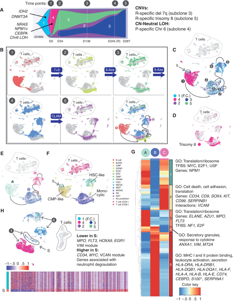 Figure 6. UPN 220882, a time course of concerted genetic, transcriptional, and microenvironmental evolution. A, Fish plot with additional details redrawn from Fig. 1F, showing evolution of clonal architecture across the time points sampled (labeled 1–5 above the diagram). Subclones are labeled 1 to 5 within the Fish plot, with known AML driver mutations indicated. Copy number–altered regions and copy number–neutral loss-of-heterozygosity (CN-neutral LOH) regions, and their subclonal locations, are shown on the right. B, UMAP representations of scRNA-seq data for all time points, with cells colored according to the indicated time point. Treatments given between time points are indicated. The final panel shows all time points combined, with arrows indicating directions of transcriptional shifts. The same arrows are shown in C and E for reference. C, Cells from all time points with detectable mutations are colored according to the clonal assignment of the mutation(s), matching the colors in A: turquoise, founding clone 1 (F.C.); pink, subclone 4; purple, subclone 2; green, subclone 5; and blue, subclone 3. Presentation population S, which is genetically and transcriptionally distinct, and which likely seeded the relapse, is circled. D, Cells from all time points containing the subclonal trisomy 8 are shown in pink. E, Cells from all time points, demonstrating the three main cell states identified using the UMAP algorithm. Green, state A; blue, state B; pink, state C. F, Cells from all time points colored and labeled by SingleR lineage inference using DMAP database. Presentation population S is circled. G, Genes that are differentially expressed among the cell states (Padj ≤ 0.05, fold change ≥ 1.5). Each column represents one of the cell states A, B, or C, and expression values are averaged across cells within each state. *S100 indicates that multiple S100 genes were present. H, Analysis restricted to the presentation (time point 1) versus relapse (time point 4) samples. Cells from each time point are labeled with arrows. Cells with detectable mutations are colored according to the subclone assignment of the mutation(s), as shown within the inset, using the same color scheme as shown in C. Presentation cells that contain relapse mutations and putatively seeded the relapse are labeled S. Bottom, heatmap of genes that are differentially expressed between S and the remainder of the presentation cells; enrichments and key genes are indicated (Padj ≤ 0.05, fold change ≥ 1.5). BASO, basophil; CLAM, clofarabine, cytarabine, and mitoxantrone; DEND, dendritic cell; EOS, eosinophil; ERY, erythrocyte; fact. factor; 5-Aza, 5-azacytidine; GMP, granulocyte–monocyte progenitor; GO, gene ontology; GRAN, granulocyte; MEGA, megakaryocyte; MEP, megakaryocyte–erythroid progenitor; MONO, monocyte; NKT, natural killer T cell; P, presentation; R, relapse; TFBS, transcription factor binding site.