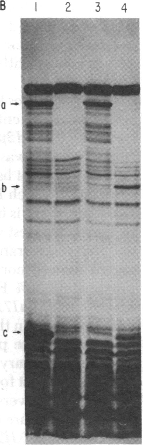 graphic file with name pnas00001-0401-a.jpg