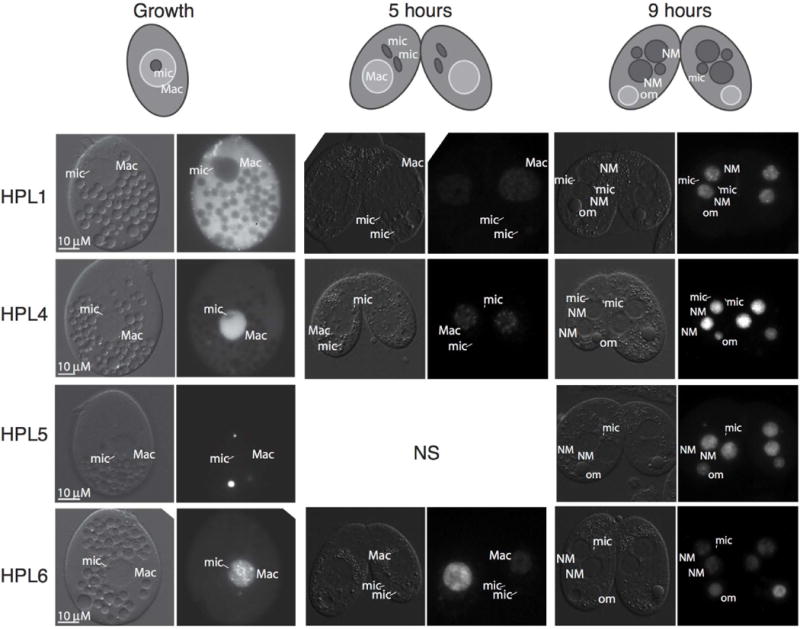 Fig. 3