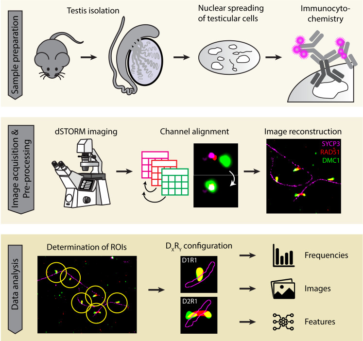 graphic file with name BioProtoc-13-14-4780-ga001.jpg