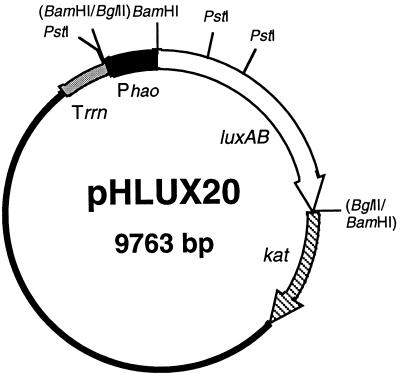 FIG. 1