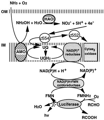 FIG. 7