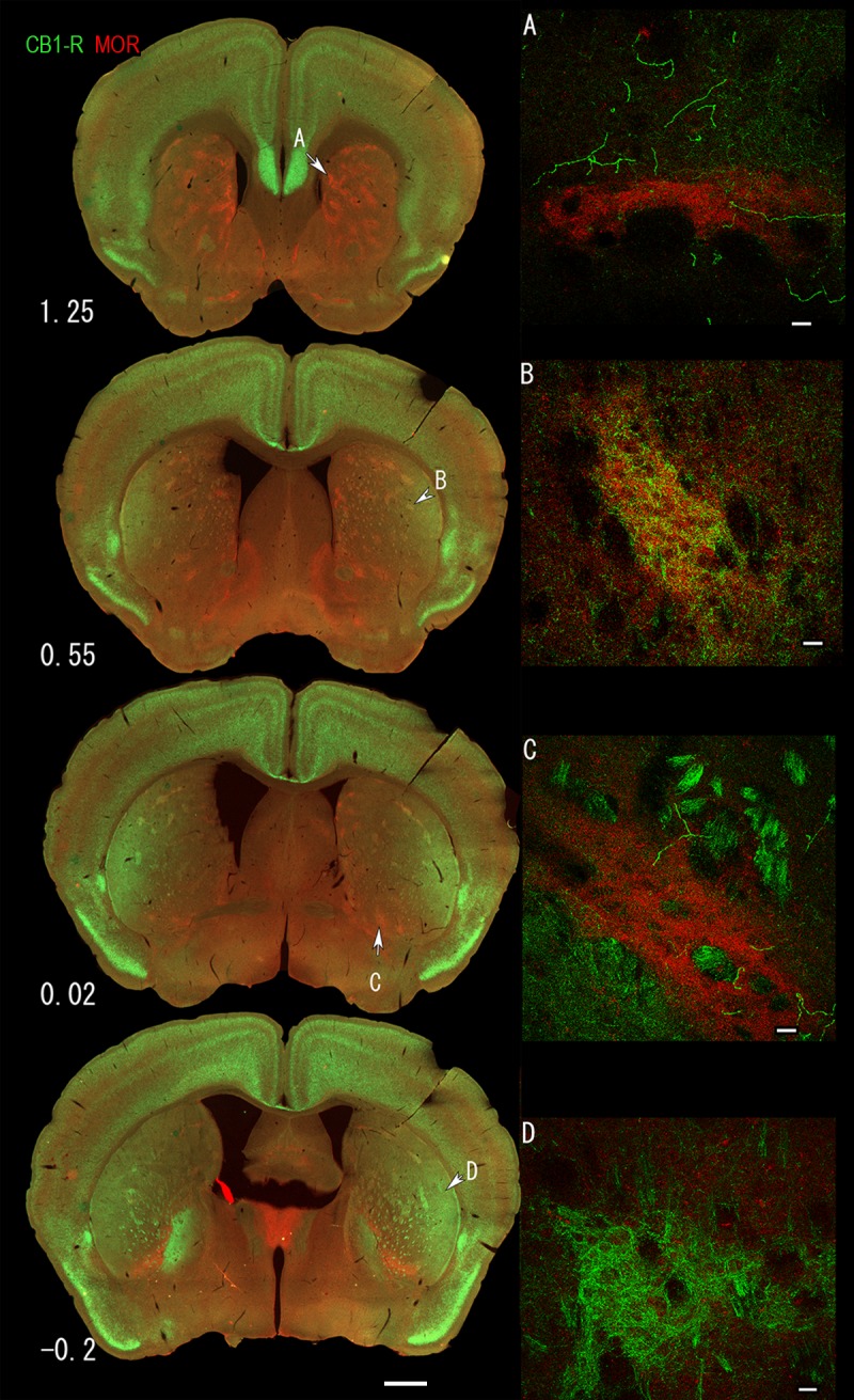 Fig 3