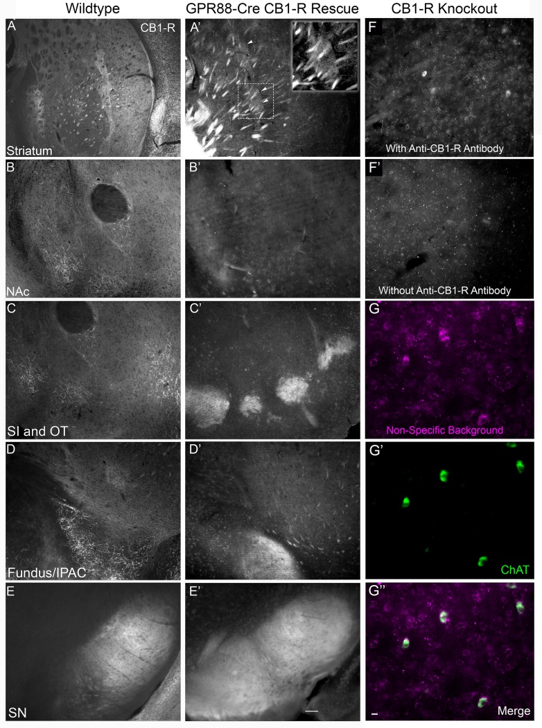 Fig 12