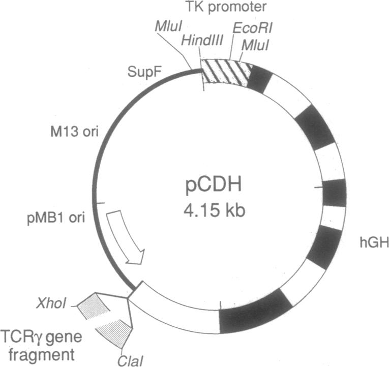 graphic file with name pnas01056-0178-a.jpg