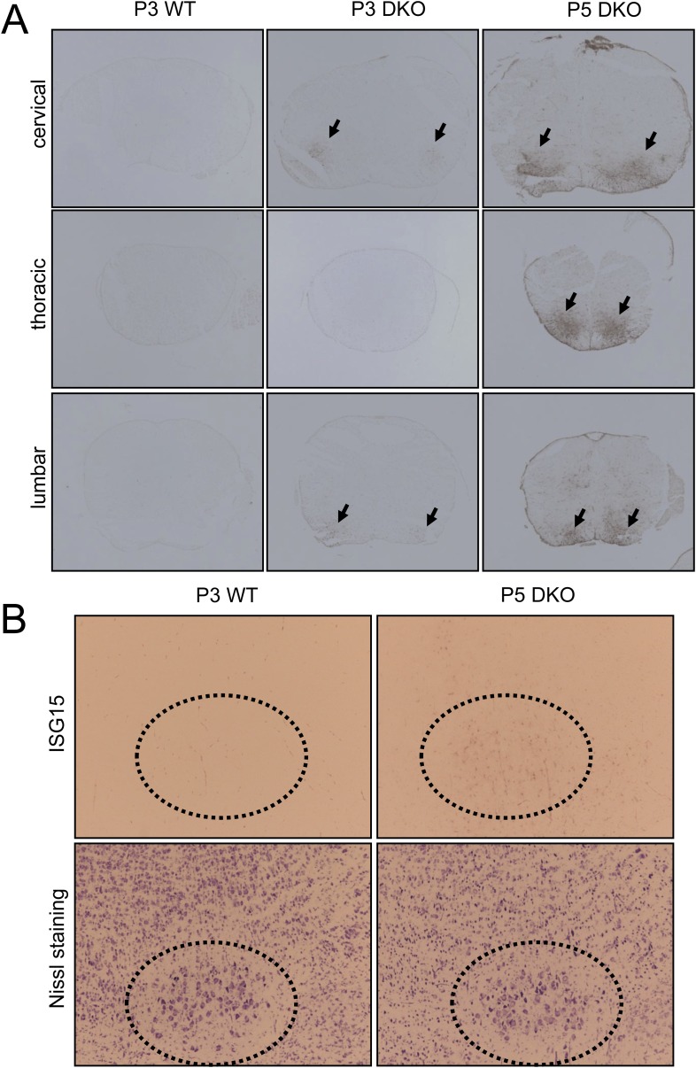 Figure 1—figure supplement 3.