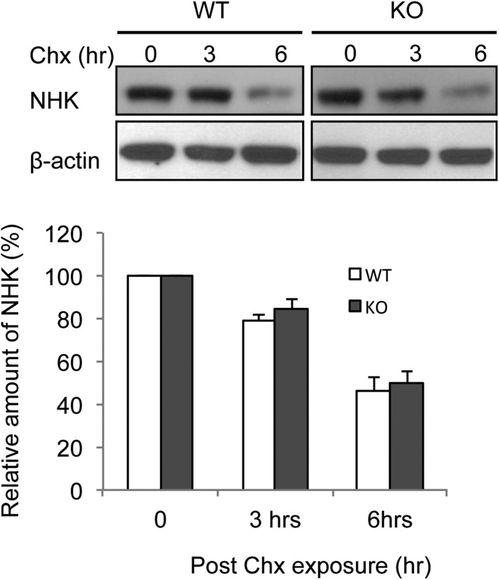 Figure 5—figure supplement 1.