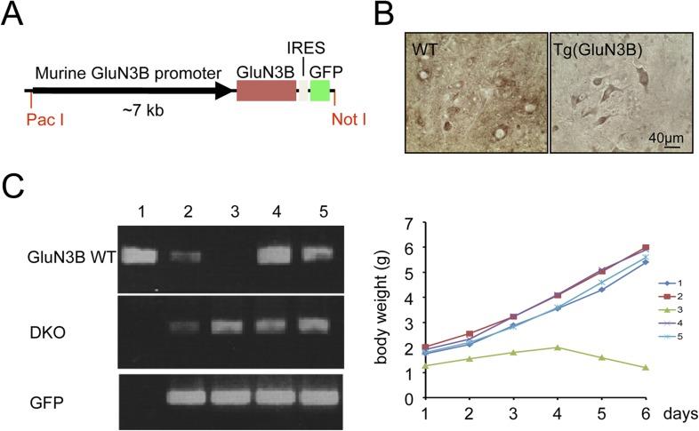 Figure 2—figure supplement 2.