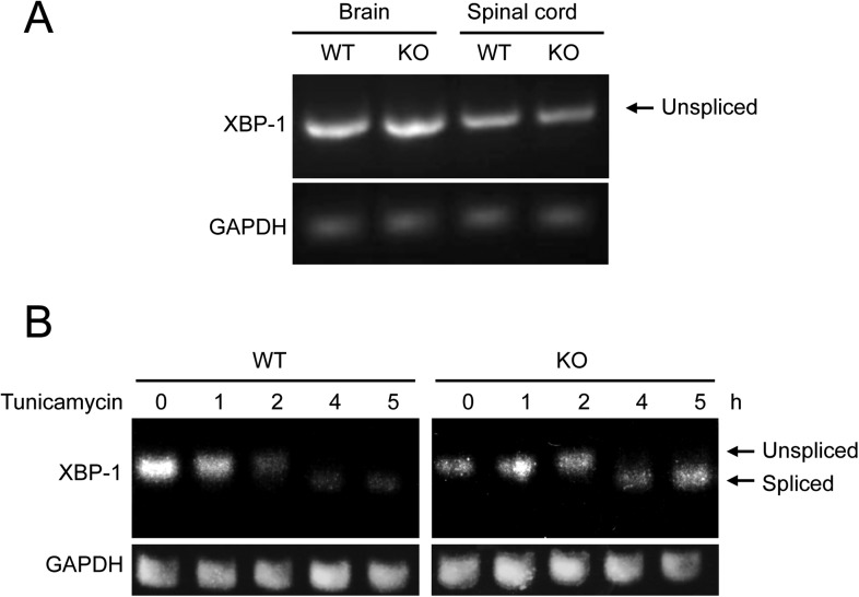 Figure 6—figure supplement 1.