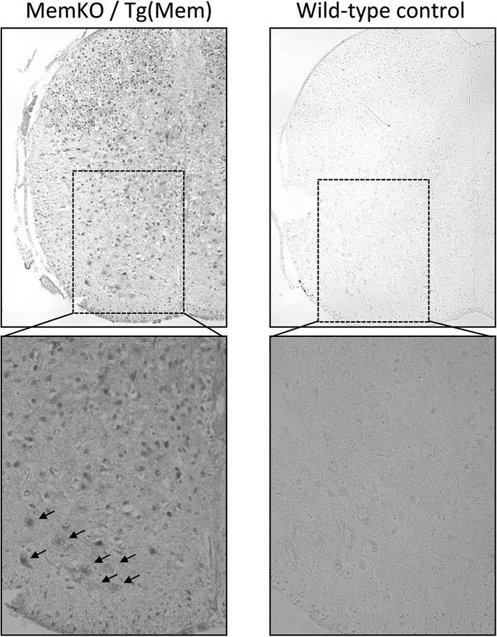 Figure 2—figure supplement 1.