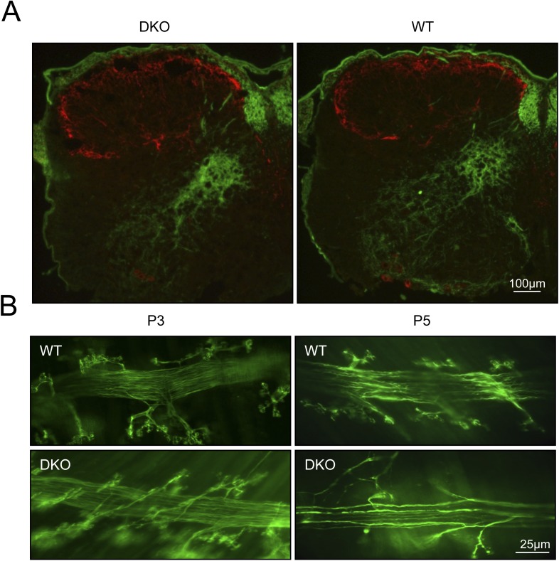 Figure 1—figure supplement 4.