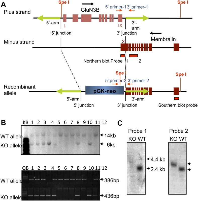 Figure 1—figure supplement 1.