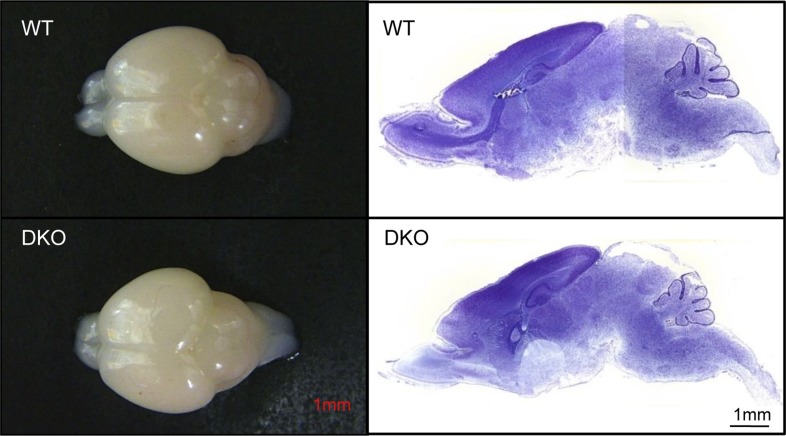 Figure 1—figure supplement 2.