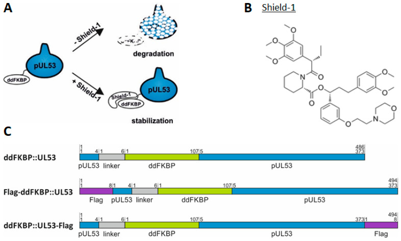 Figure 12