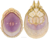 Figure 16.