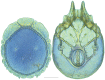 Figure 29.