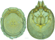 Figure 37.