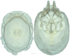 Figure 33.