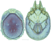 Figure 27.