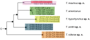 Figure 32.
