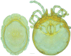 Figure 35.