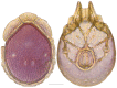 Figure 18.
