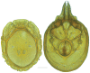 Figure 11.