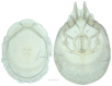 Figure 19.